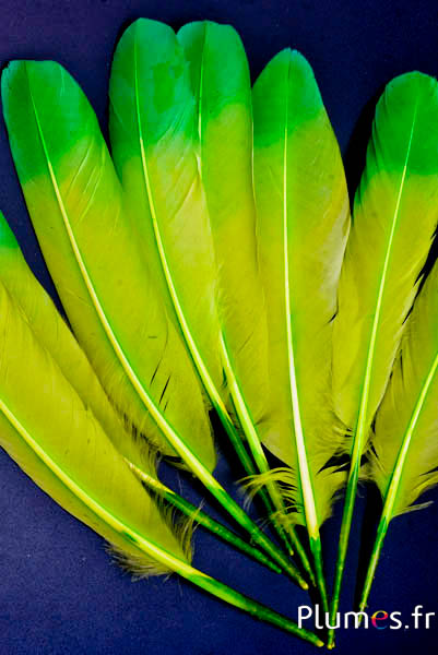 Zwaan Zijde - 25-30 cm - appelgroen-groen